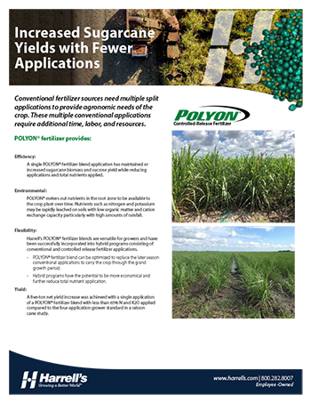 sugarcane pdf