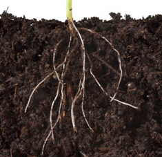 Plant Health Inputs