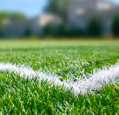 Premium Sports Turf Seed